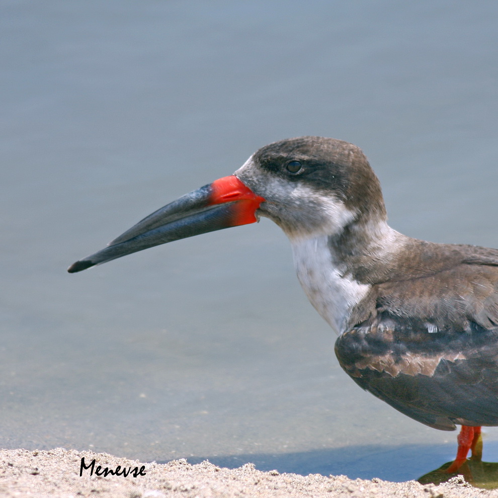 Black Skimmer